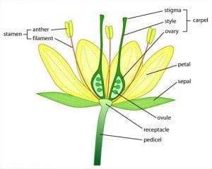 vocabulario plantas flores ingles